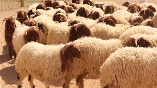 قبل عيد الأضحى، وزارة الصحة تدعو المواطنين للالتزام بالذبح الآمن داخل المجازر المعتمدة