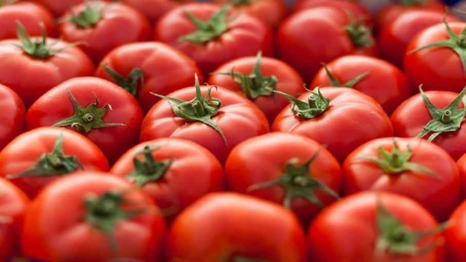 توضيح حكومي بشأن تصدير المنتجات الزراعية