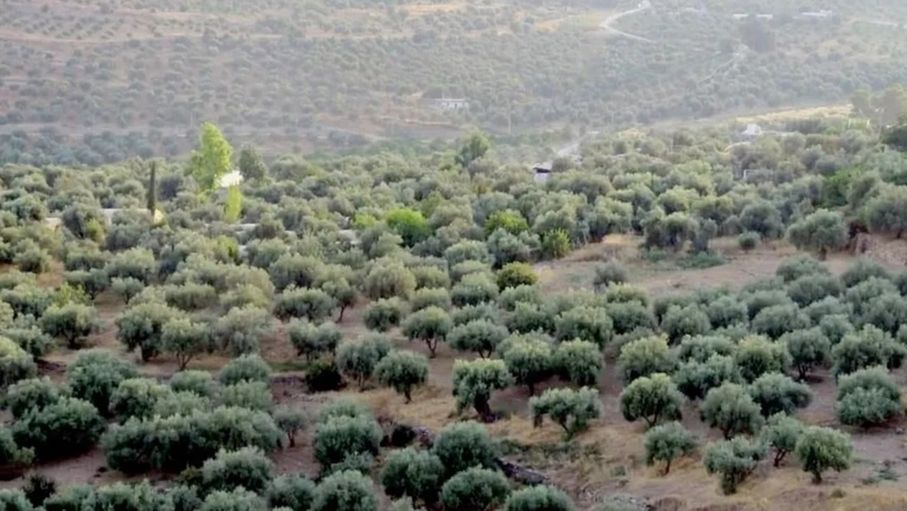 جرش.. ظهور حشرة "البسيلا" يقلق مزارعي الزيتون ويهدد موسمهم