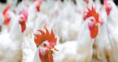 أسعار الفراخ والدواجن اليوم الإثنين 11