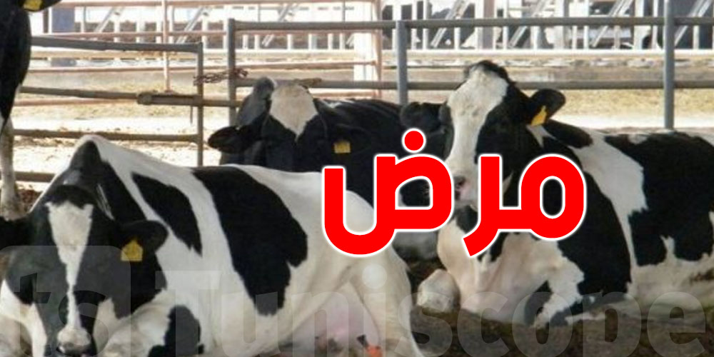 عميد البياطرة يدق ناقوس الخطر: أبقار ‘سليمة ظاهرياً’ تنقل مرض السل