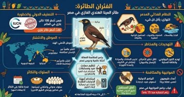 4 مخاطر لطائر المينا الهندي «الفئران الطائرة» فى مصر
