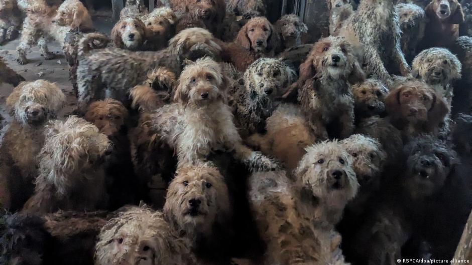 صورة لأكثر من 250 كلباً في غرفة واحدة