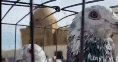وداعا للعشوائية.. جولة اليوم السابع داخل سوق الحمام الجديد بالسيدة عائشة