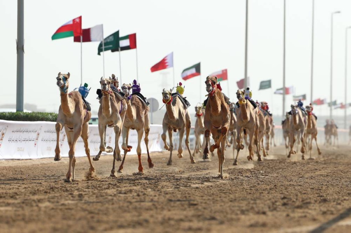 4 رموز للحقايق في ختامي الوثبة للهجن