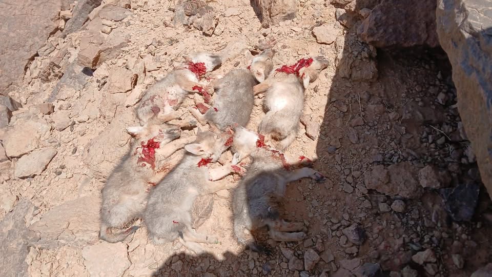 مجزرة بحق الطبيعة.. العثور على 6 جراء ذئاب مذبوحة بالريصاني ومطالب بفتح تحقيق