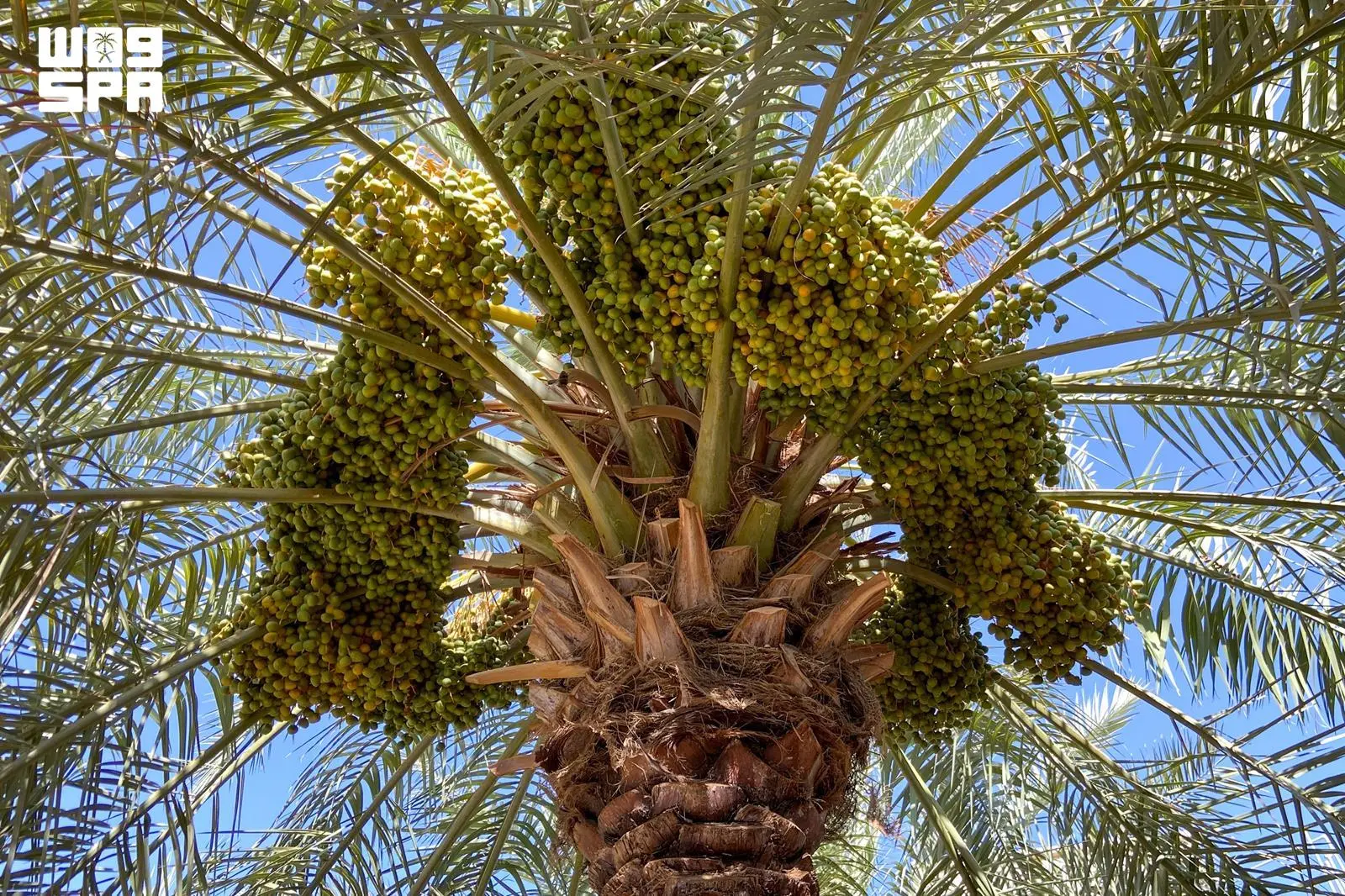 بداية ظهور اللون في نخيل القصيم إيذانًا بانطلاق موسم الرطب