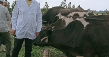 تحصين 255 ألفا و401 رأس ماشية من مرض الجلد العقدى وجدرى الأغنام بكفر الشيخ