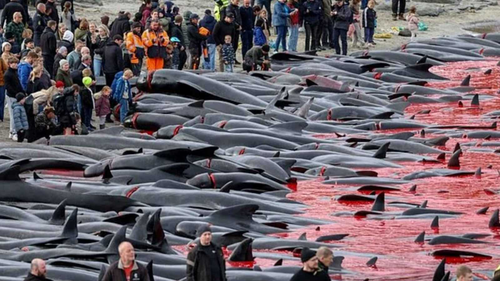 ذبح الحيتان يحوّل مياه البحر إلى اللون الأحمر ويشعل غضبًا عالميًا