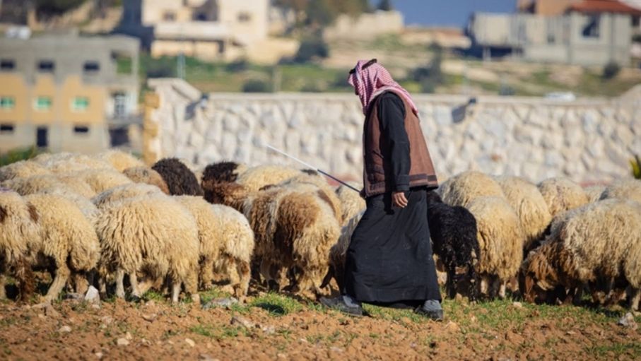 بورصة أضاحي العيد.. أسعار متذبذبة و"البلدي" أقل من 400 دينار