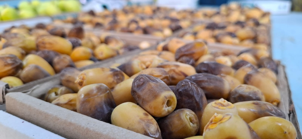 تباشر الرطب في الأحساء.. والغر يسجل 600 ريال للكيلو