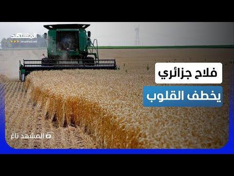 "القمح مجانا"؟..فلاح جزائري يُبهر السوشيال ميديا بفيديو من "موقع الحدث"