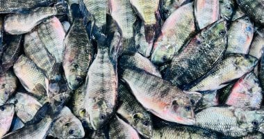 البلطي بكام؟.. أسعار الأسماك بكفر الشيخ الثلاثاء 17 فبراير 2026