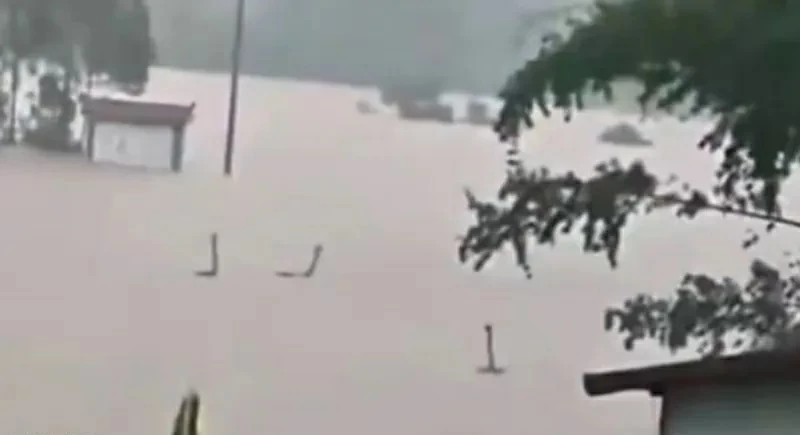 رؤوسها مرفوعة وتلتهم البشر.. 900 ثعبان سام تغزو شوارع مدينة صينية