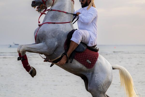 خيّالة محافظة الوجه يستعرضون مهاراتهم