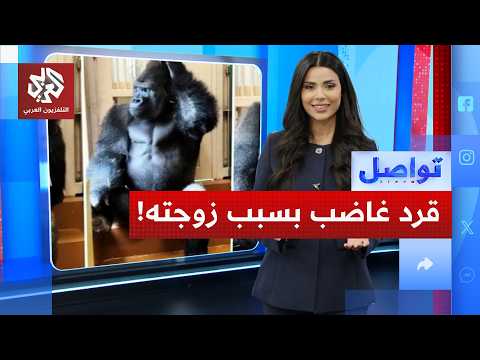 ماذ يفعل القرد بعد المشاجرة مع زوجته؟.. شاهدوا