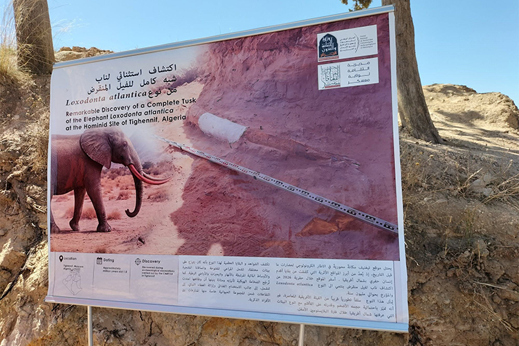 العثور على أنياب فيل تعود لأكثر من مليون و200 ألف سنة