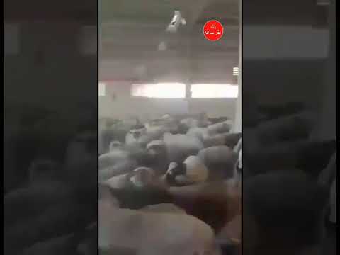وصول الدفعة الجديدة من المواشي المستورد  الي ولاية المسيـلة