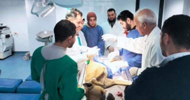 جامعة دمنهور تواصل تنفيذ إجراءات عمليات التعقيم للحد من ظاهرة الكلاب الضالة