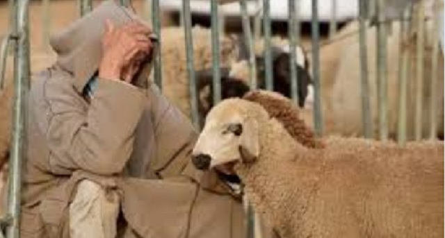 النظام الجزائري في ورطة.. نفوق الأضاحي المستوردة يثير مخاوف قبيل العيد