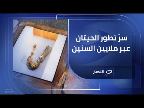 From land to sea... How Egyptian excavations revealed the secret of whale evolution over millions...