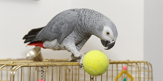 ببغاء يعود لصاحبه بعد 4 سنوات متحدثاً بلغة جديدة