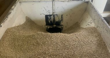 نائبة تتقدم بطلب إحاطة بسبب تداول حبوب حفظ الغلة خارج الجمعيات الزراعية