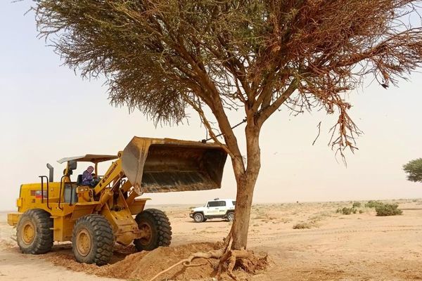 اعادة زراعة شجرتي طلح بمركز الظاهرية