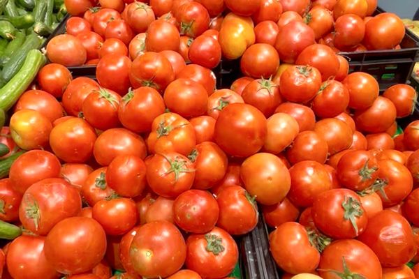 تصدير الطماطم الوطنية لتعزيز سلاسل الإمداد لأسواق دول الخليج