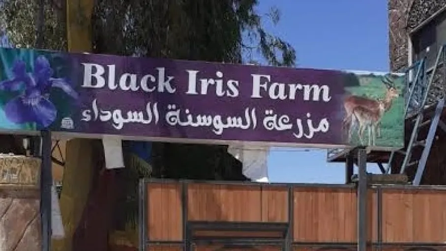 "السوسنة السوداء".. وقف مؤقت لقرار الإغلاق لحين البت بالقضية