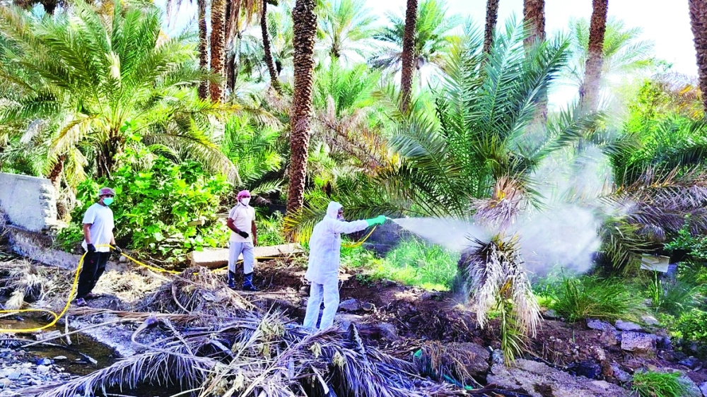 استهداف 35 قرية مصابة بحشرة بدوباس النخيل بالظاهرة