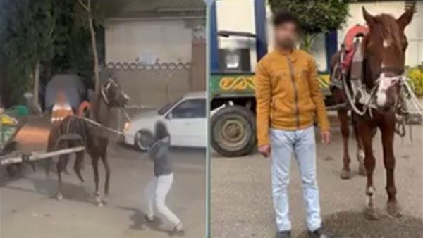 الأمن يكشف لغز فيديو "كرباج القليوبية".. والمتهم: "الحصان كسر عظمة حاجب شقيقي"