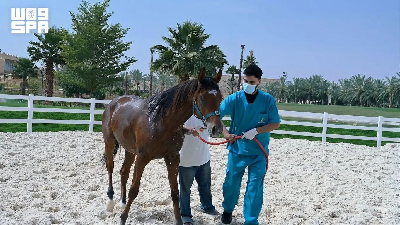 وقاء: خلو السعودية رسميًا من التهاب الشرايين الفيروسي في الخيول