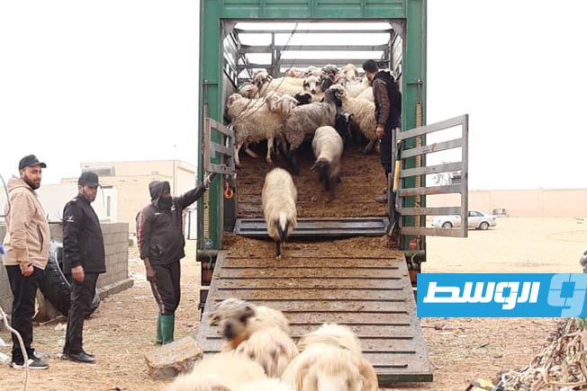 وصول الدفعة الثانية من المواشي المدعومة إلى سرت