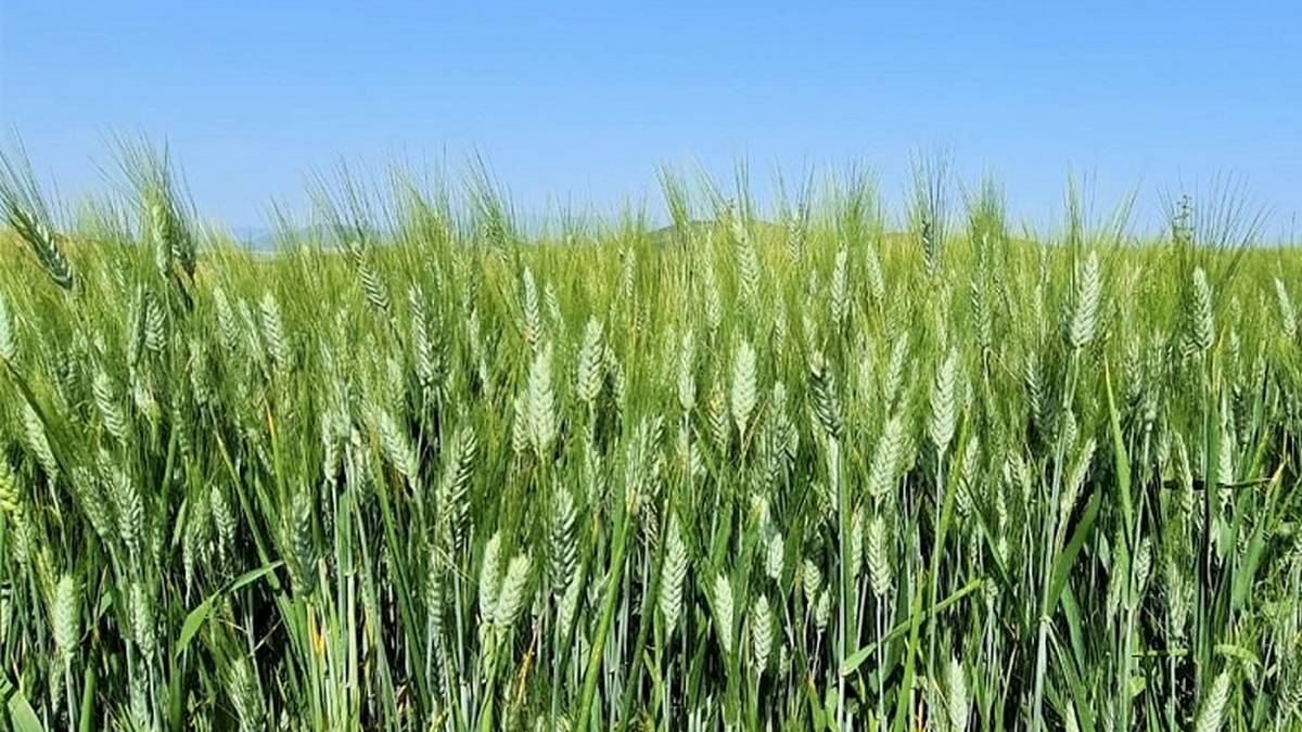 المهدية: توقعات بإنتاج أكثر من 3000 قنطارا من الحبوب