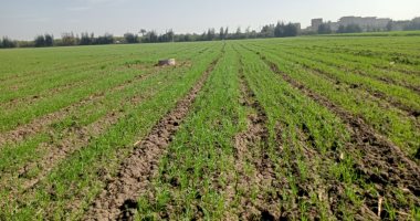 خسارة 25%.. تحذير عاجل لمزارعى القمح من «التوقيت الخطأ» للرى