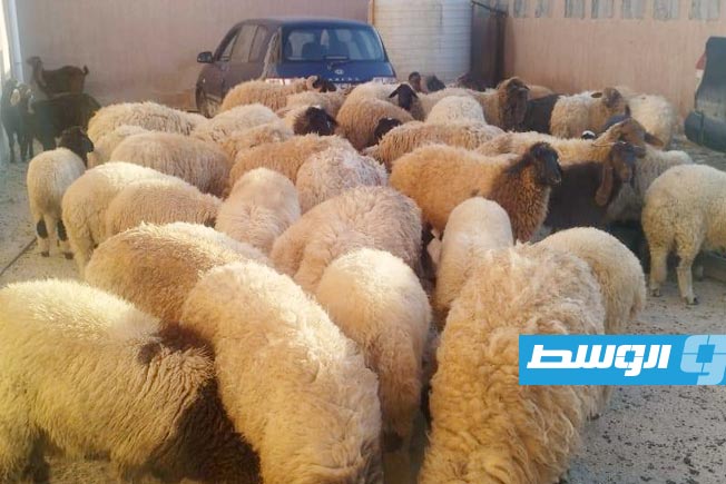 ضبط تشكيل عصابي سرق «أغنامًا» بقيمة 300 ألف دينار في درنة