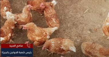 انخفاض سعر كرتونة البيض 10 جنيهات فى يوم واحد.. شعبة الدواجن تكشف التفاصيل