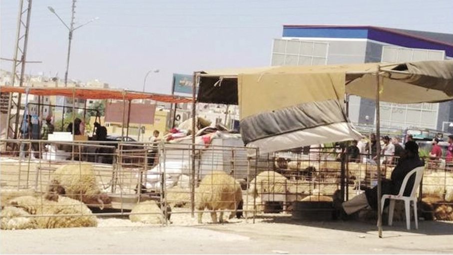 مادبا .. الأضاحي بين مطرقة الأسعار الجنونية وسندان المخاوف البيئية