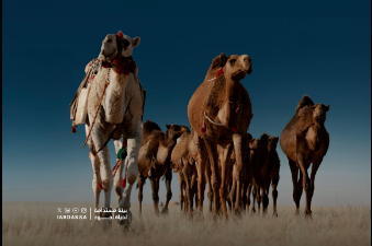 ضبط عدد من مخالفات الرعي الموسمي في محمية الإمام عبدالعزيز بن محمد الملكية