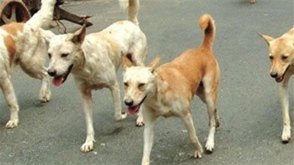 4 كلاب ضالة تنهش جسد طفلا صغير في الشرقية.. أمعائه خرجت من جسده ونزيف حاد
