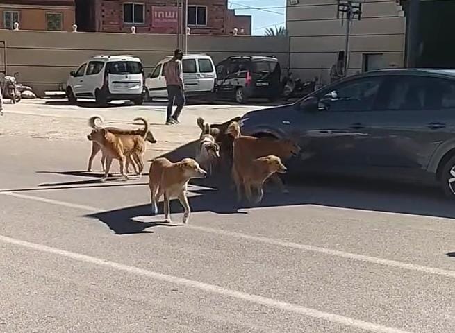 نجاة طفلة من هجوم كلاب ضالة تفجر غضب ساكنة دوار بضواحي مراكش ومطالب بتدخل عاجل