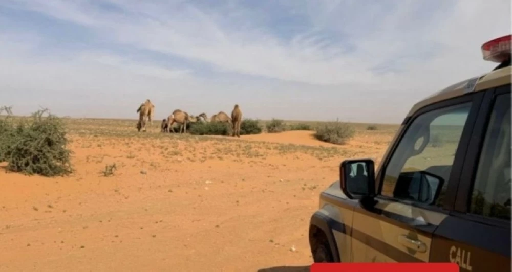 ضبط مواطن لارتكابه مخالفة رعي في محمية الملك عبد العزيز الملكية