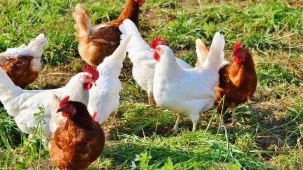 ارتفاع البلدي وانخفاض البيضاء، سعر الفراخ اليوم الأربعاء 13 مايو 2026
