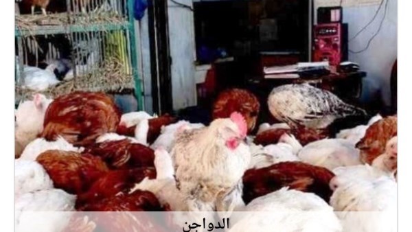أسعار الدواجن في أسوان اليوم السبت 20-6-2026