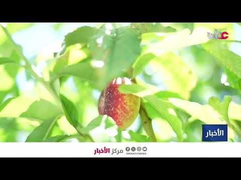 Report | Residents of Jebel Shams villages succeed in growing various seasonal fruit trees.