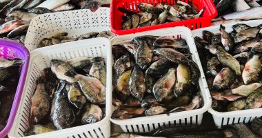 البلطى بكام؟.. أسعار الأسماك بكفر الشيخ الإثنين 16 فبراير 2026