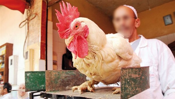 لماذا زادت أسعار الدواجن 20 جنيه؟.. ثروت الزيني يكشف مفاجأة|فيديو