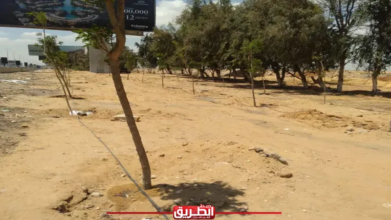 وزيرة التنمية المحلية والبيئة تتابع جهود تنفيذ المبادرة الرئاسية لزراعة 100 مليون شجرة بالمحافظات