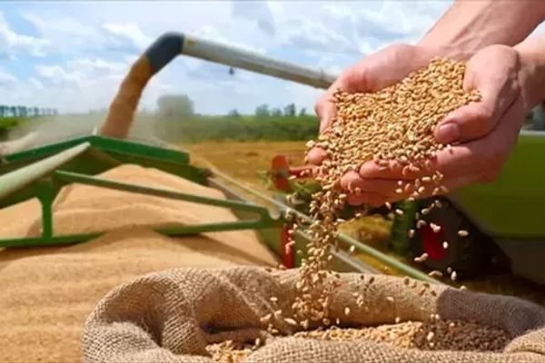 "الزراعة": 20% زيادة في المساحة المنزرعة من القمح ونستهدف توريد 5 ملايين طن